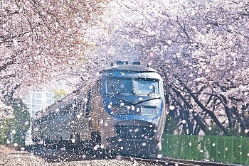 Jinhae – Lạc vào xứ sở hoa anh đẹp nhất Hàn Quốc